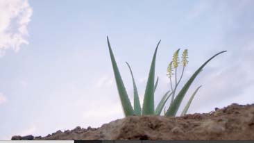 Van plant naar product naar jou